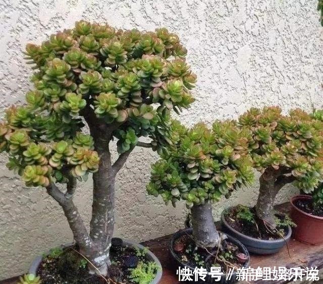 种花|2种花“不值钱”，花匠教3招，几年养成“盆景树”，1盆上千元！