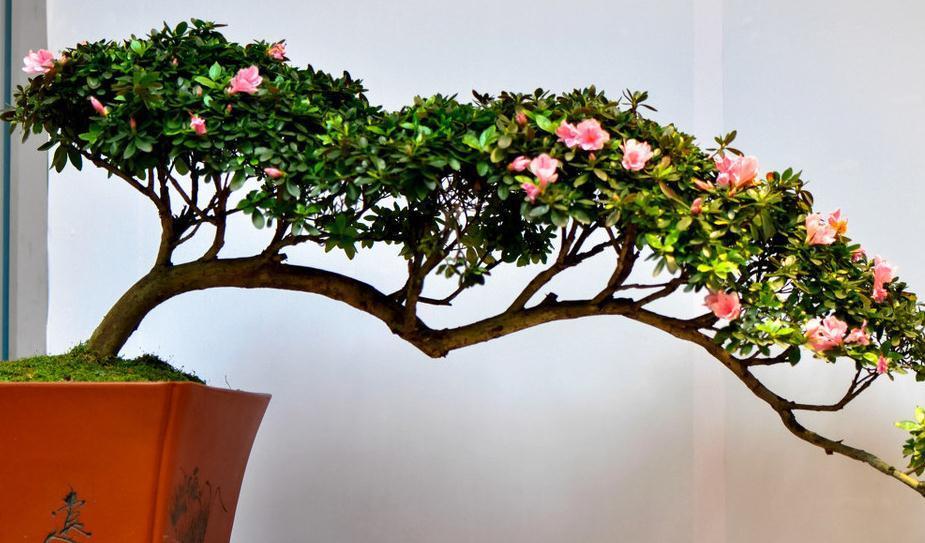 技巧|盆景树桩配盆技巧,你确定盆选对了