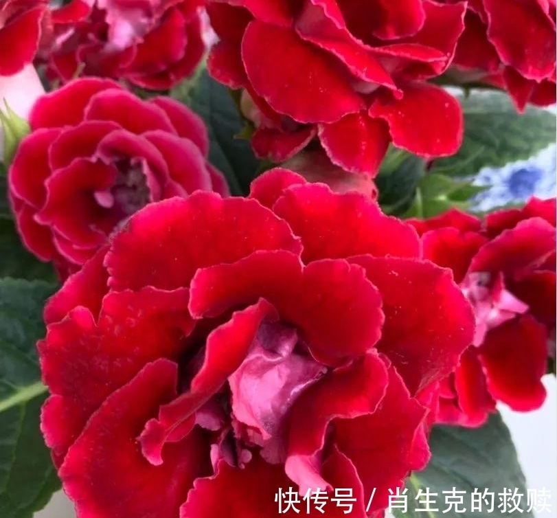 家里养盆“假牡丹”,切碎叶子也“生娃”,堪称阳台“富贵花”