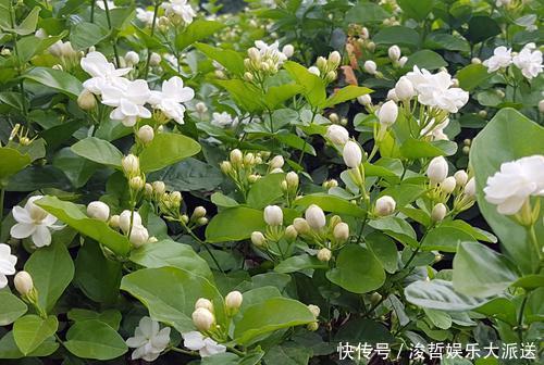 芳香|养茉莉花,盆里放几粒“小东西”,花儿怒放、芳香,一年开花不断