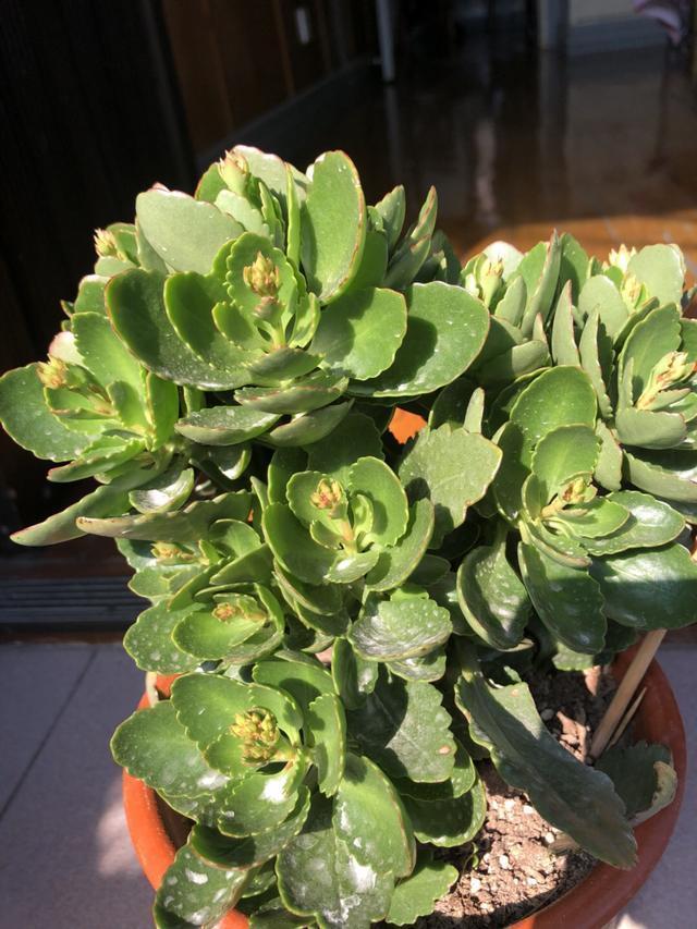 浇水|长寿花不开花1个经典催花法,满头挤花苞,开到明年5月底