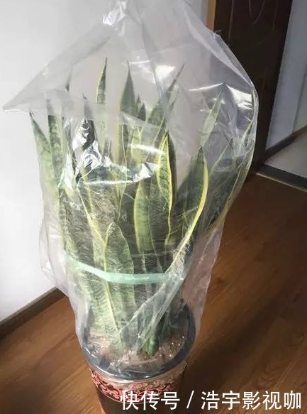 花卉|废弃的“塑料袋”要收好,养花时大有用处,可促进花卉生长、爆盆