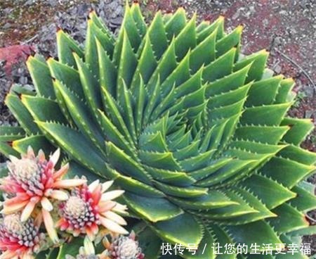 芦荟养了50年，一盆能卖一万多，越老越值钱，你见过吗！