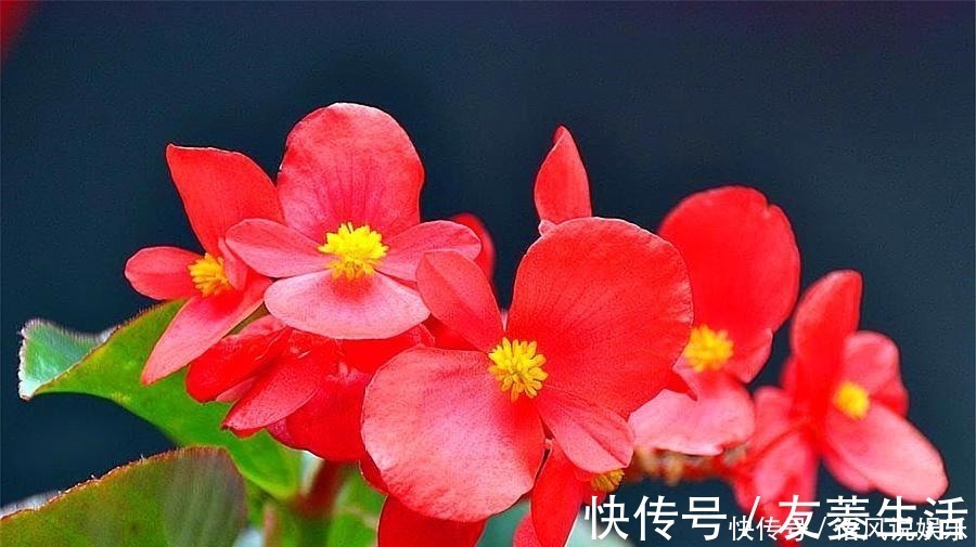 养花就养此4种，比绿萝好养，花开一朵，满屋子香气