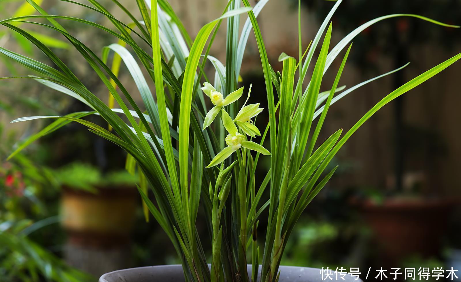 原因就|兰花的花苞外壳为什么腐烂了,可惜了,铺的水苔是祸端
