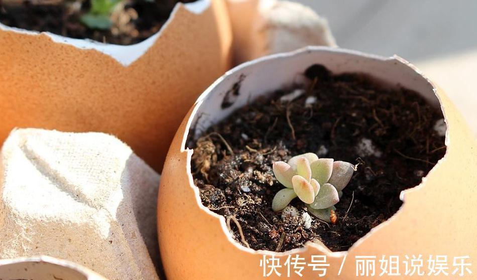 鹏哥|养花的老爷爷究竟在盆里放了啥,几年都不用施肥花照样疯长