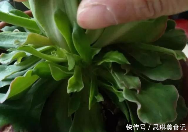 这花像长寿花一样好养,全年不间断的开花,太美了