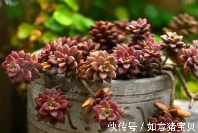 3种多肉很好养,被花友称“热不死”,太阳一晒就“很美”