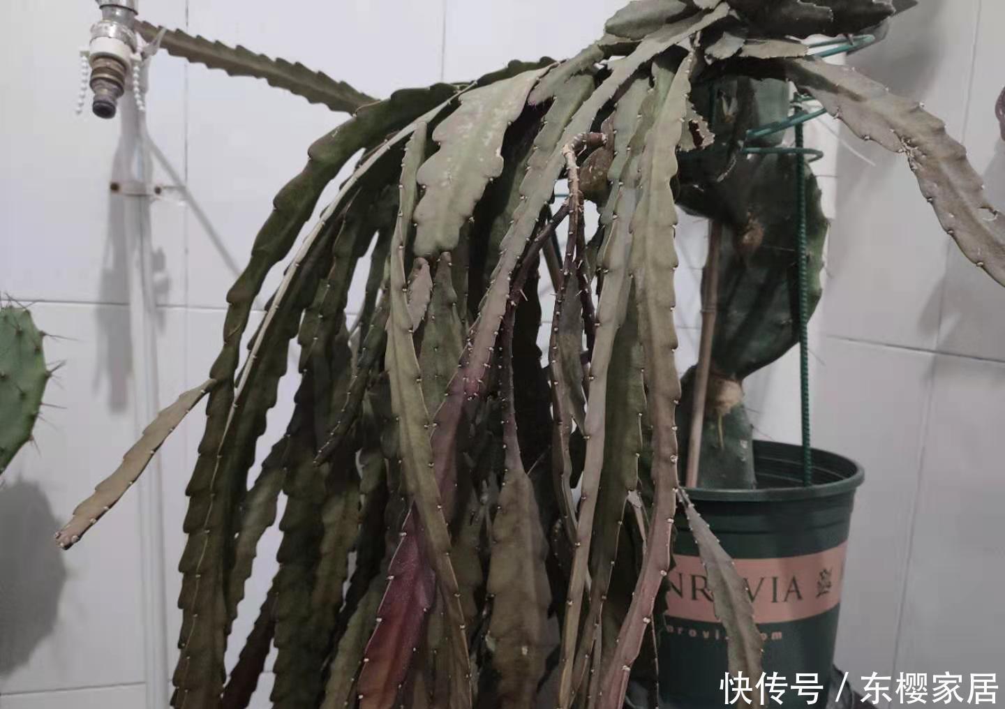 荷花|特殊“仙人掌”,冬天“憋花芽”,顶着白毛毛,开满“大荷花”