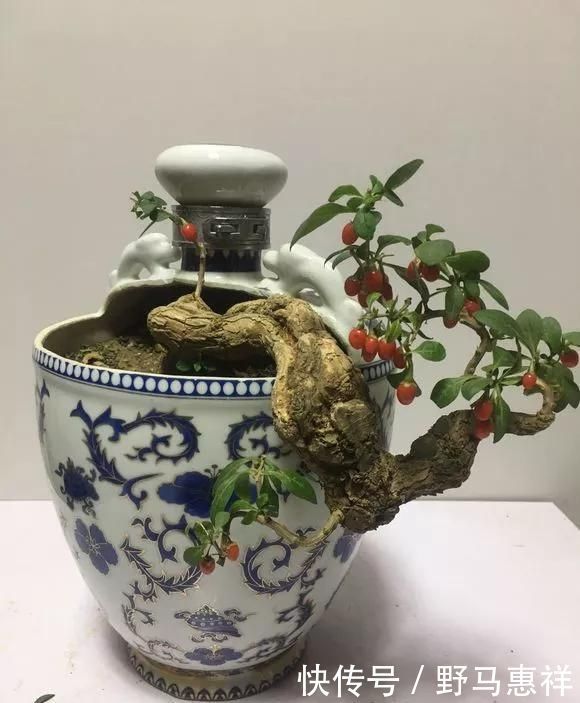 花盆不用买,变废为宝做一个,比买的还好看,分分钟惊艳朋友圈