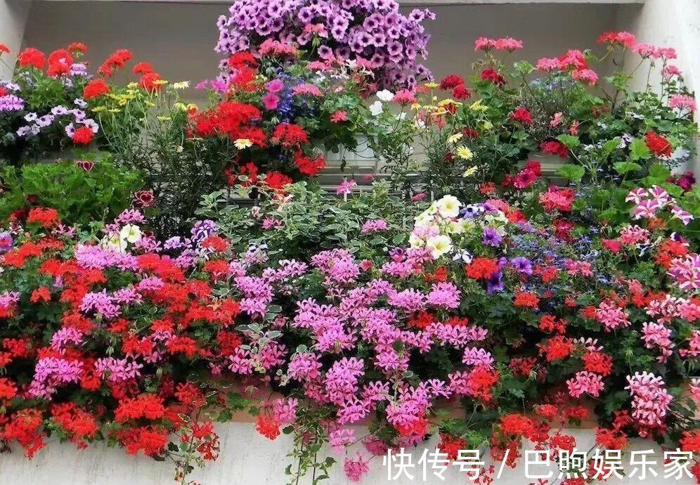 枝条|家里有这6种花,赶紧挂起来,长的快、开花一年比一年多!