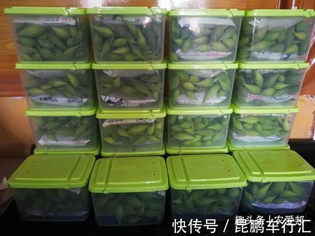 农爱邦|这种“瓜”长相很是奇特,如今市场上卖的相当贵!你哪还有吗?