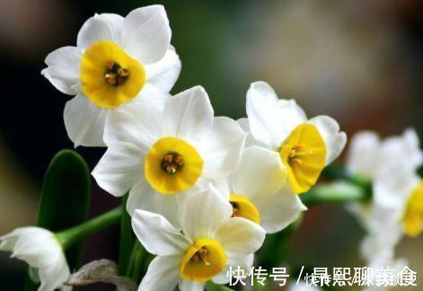 桔梗|阳台养花,不妨养4款植物,一开就是300多天,开花漂亮花期长