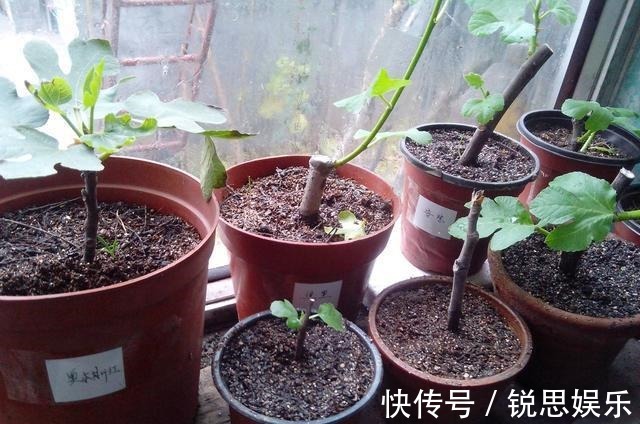 花友们|“2种花”现在扦插正好,剪个枝插盆里,易生根,很快长出一大盆