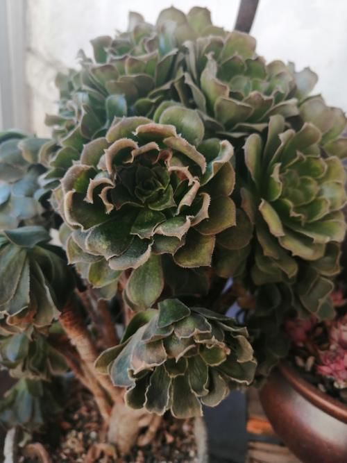 北方有多冷？室内阳台上的多肉都冻了！防止室内阳台多肉冻伤做好这些措施！