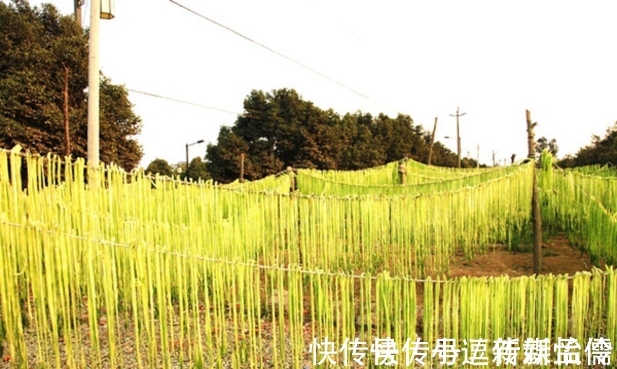 周总理|农村里的“绿帘子”,曾经却是“皇帝菜”,周总理亲自为它命名