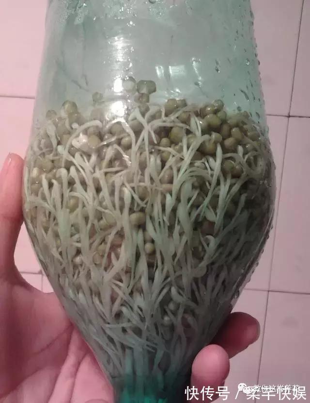 塑料瓶别扔了,用来养花真是神器!可别浪费了!