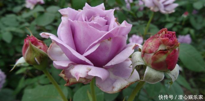 菊花|喜欢菊花,不如养盆“精品玫瑰”奥古斯玫瑰,似清新美人,美极了