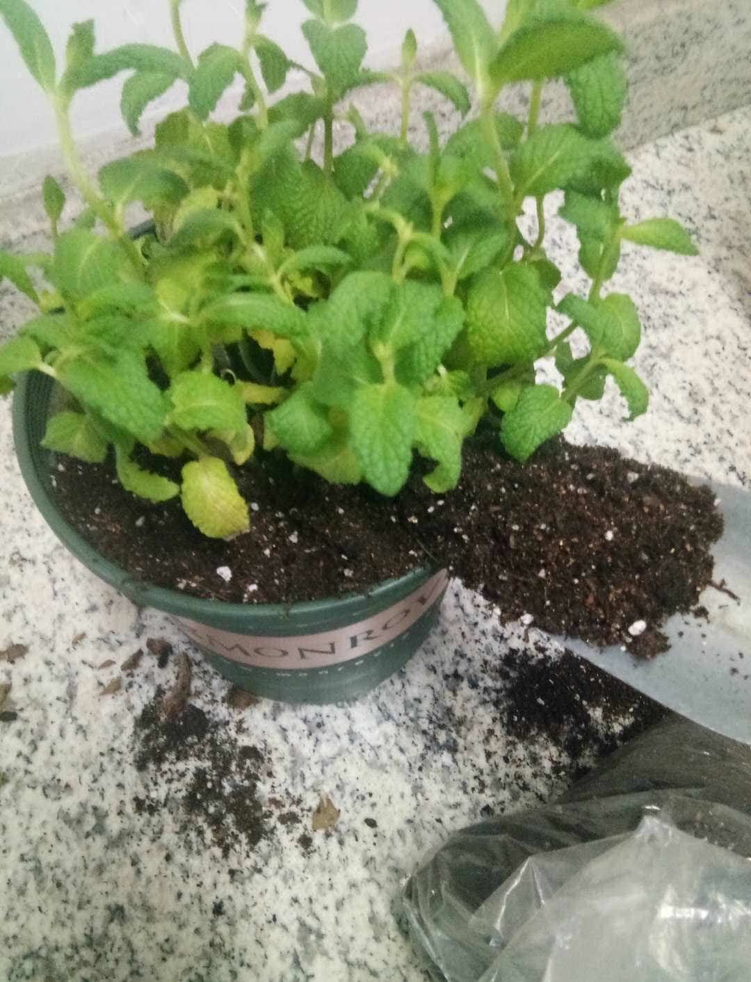 养花遇到这3种情况,该给花草换土了,注意这些细节