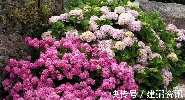 花型巨大，酷似火炬的绣球花，一年变小树，越冷越美艳