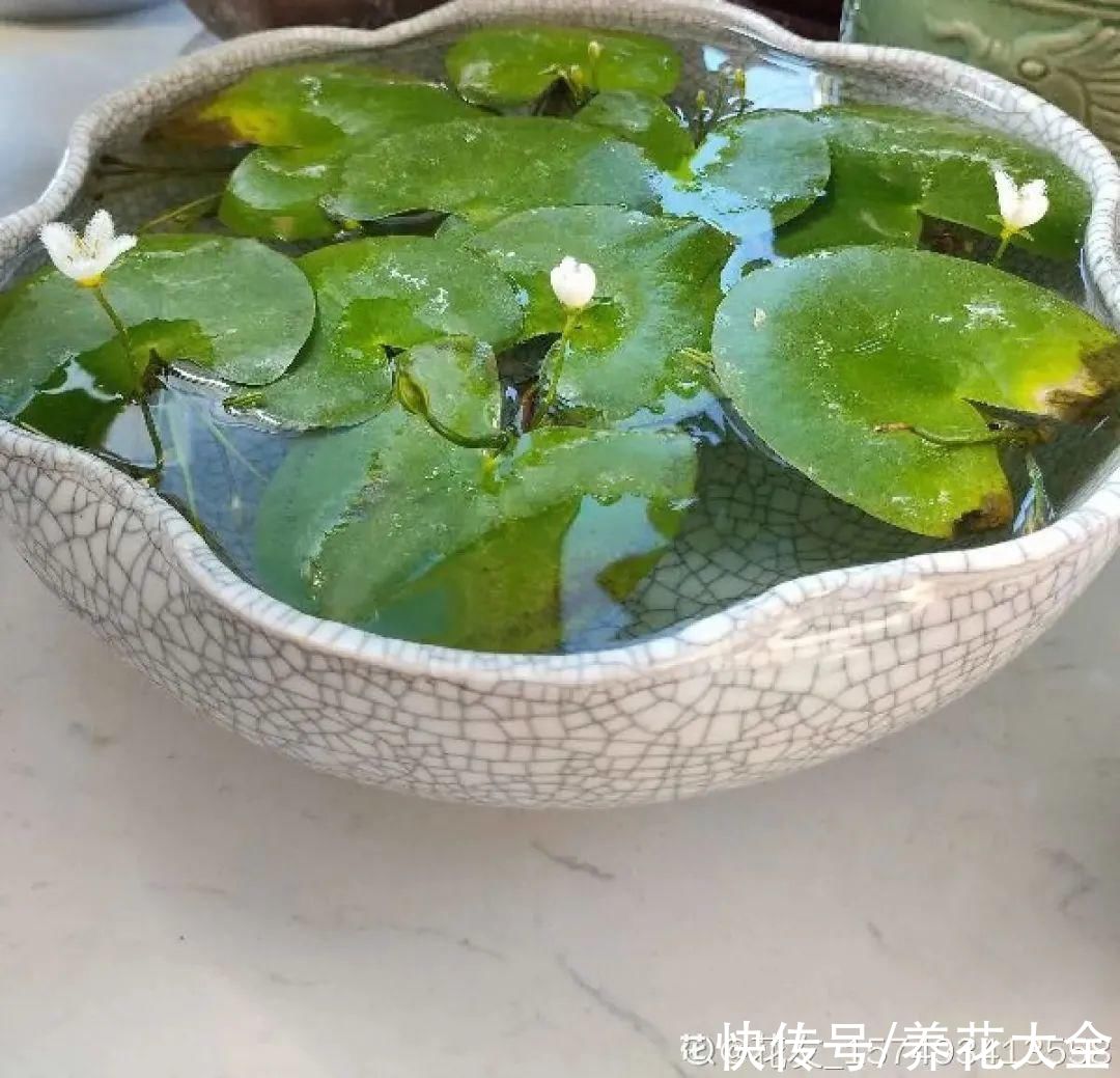 叶片|10种花太能喝水,一天一瓢水,7天爆满缸