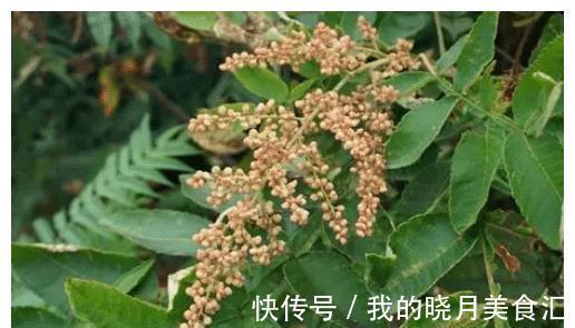 盐肤木|长在树上的“盐巴”，既能当盐吃，也能制醋，它就是“盐肤木”