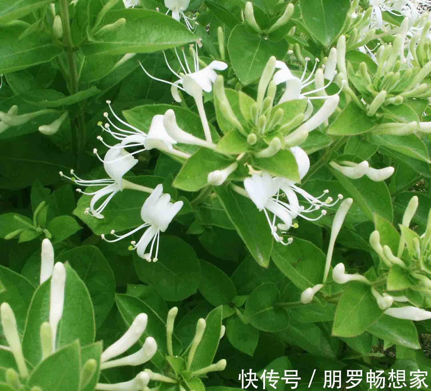 小苟!此花犹如风韵十足的少女,具有非凡的药用价值,寓意永恒不变的爱