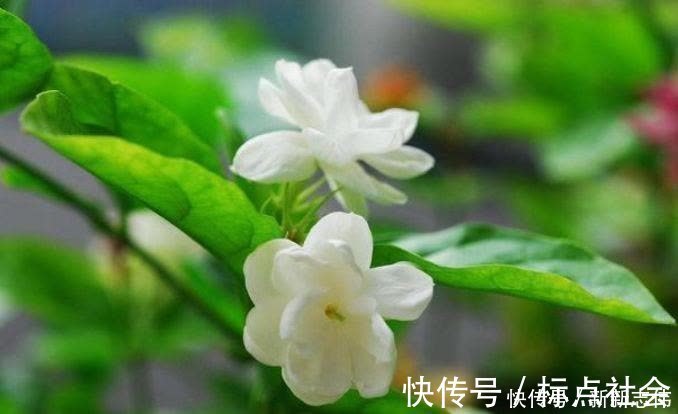 湿润|5种花比香水还好闻,一开就是大半年,四季有花赏,花美心情好