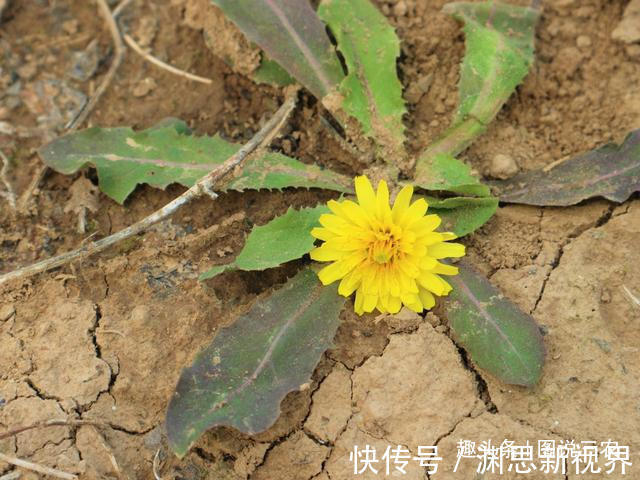 野菜|农村有一种不起眼的野草,既是野菜又是中药材,市场售价每斤2元