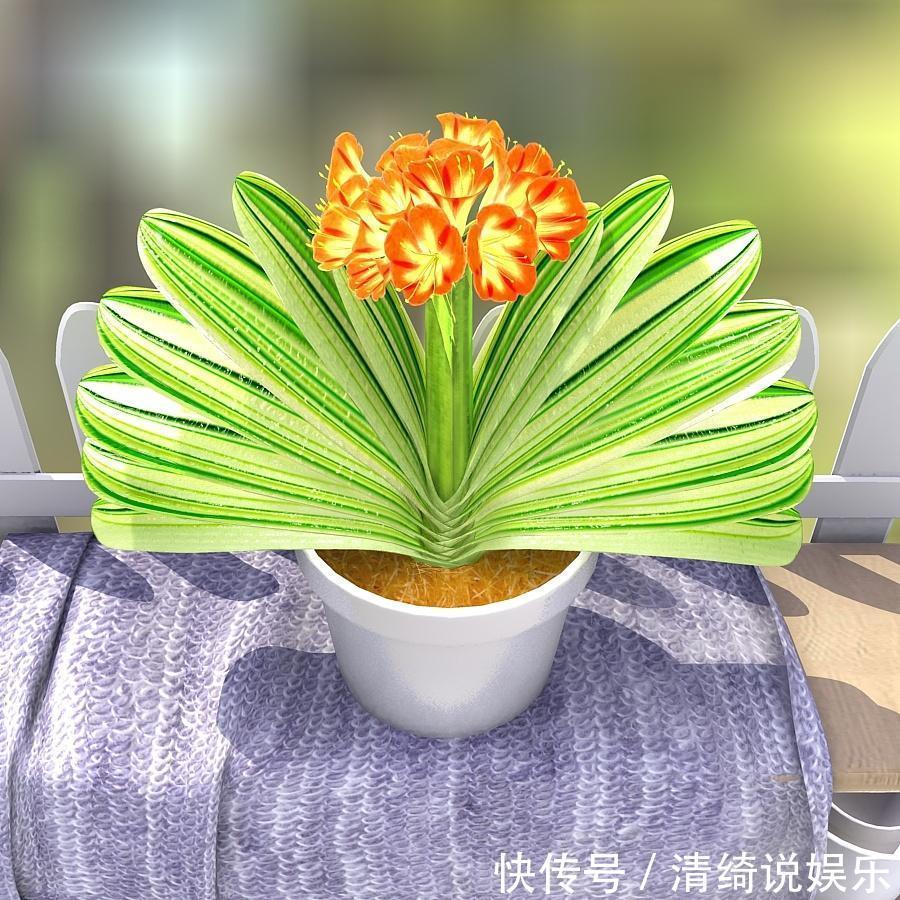 懒人|养君子兰加点料,叶片绿油油长得旺,懒人的福音!