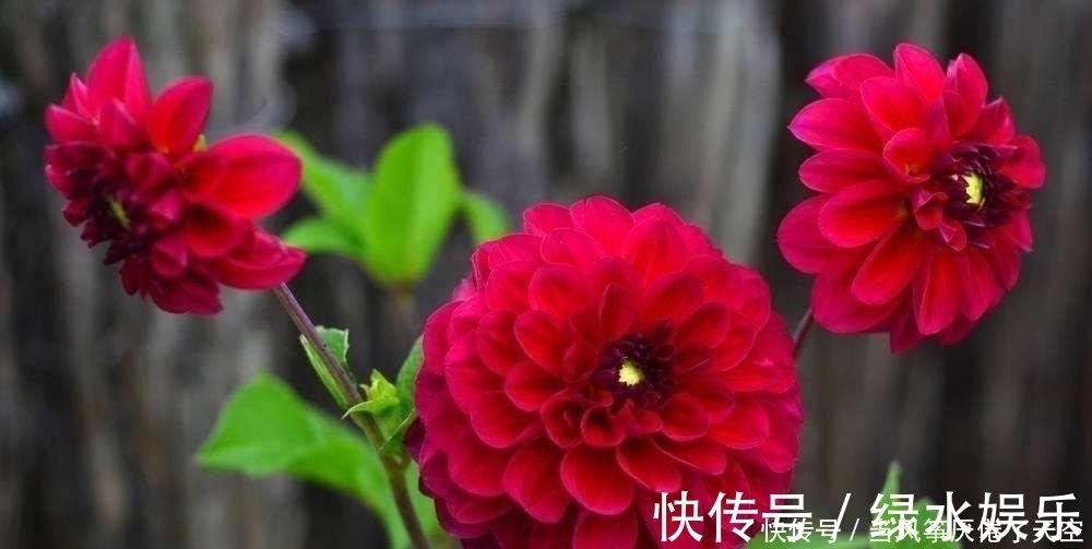 此花,美过荷花,艳过牡丹,一年能开200天,比养君子兰强多了