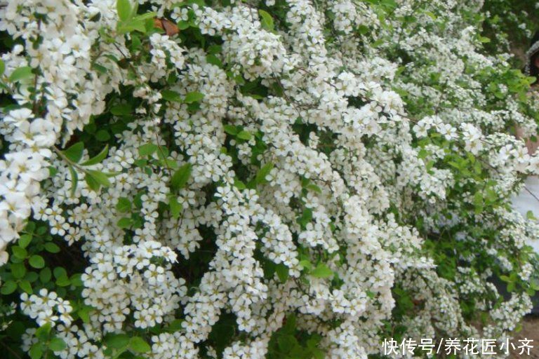 它是花园里的“高颜值”，春天开出1大片“雪花”，南方花友别买