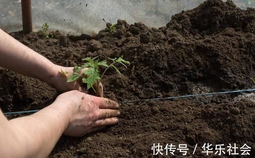 养好花离不开好的土壤,8种适合家庭养花的土壤,养花爆盆