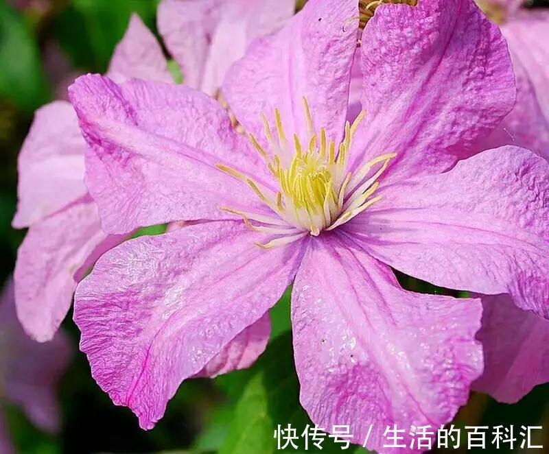 品种|此几种铁线莲特别耐热,你值得拥有