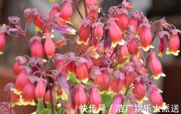 龙骨花龙骨花|3种花养家里,人养花、花也养人,吉祥富贵,红红火火好运来