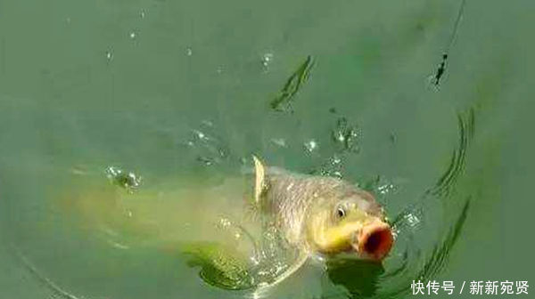 手竿钓鲤鱼三大要点用饵、子线、调漂,熟练掌握屡试不爽