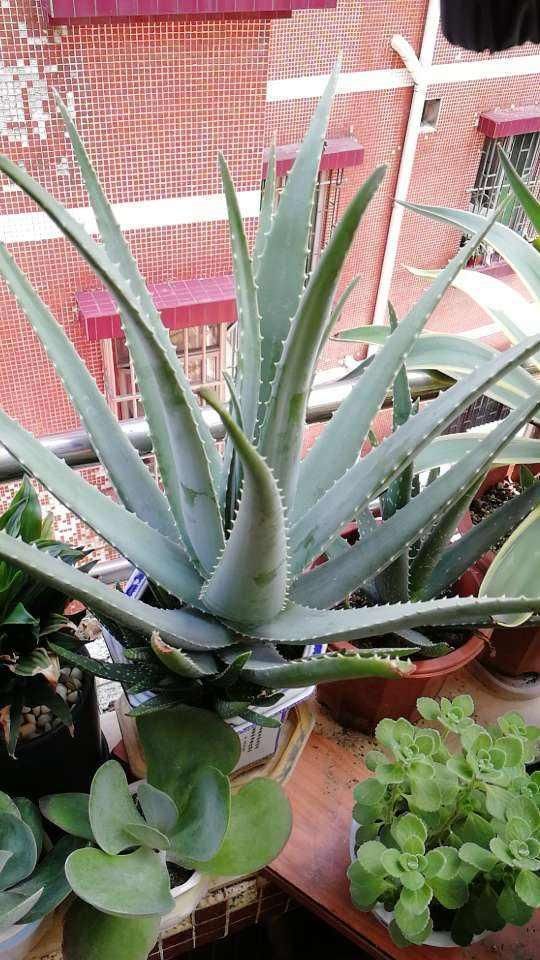 4种花特容易爆崽,呼呼长出一圈小芽,摁都摁不住