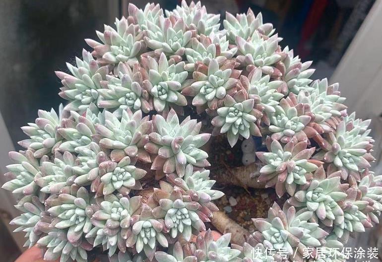 桃蛋|多肉从小苗养到爆盆是什么感觉?以前有成就感,现在觉得有点尴尬