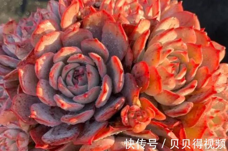 好养的多肉劳伦斯