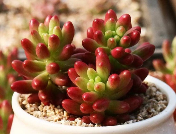 多肉虹之玉无故长气根以下3个原因要了解,轻松解决气根长势好