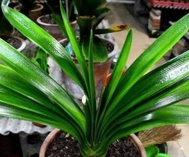 2种小东西,盆里加一点,君子兰叶肥如网,1年2次花,新芽冒不停