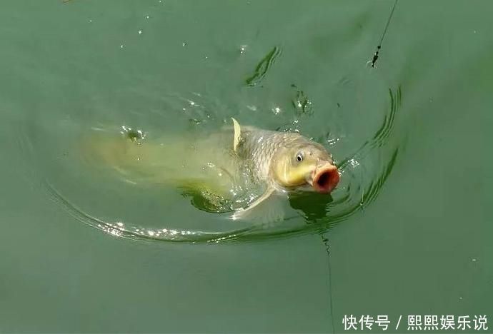 夏天|夏天的鱼都喜欢在这几个地方扎堆,把钓位选在这准没错