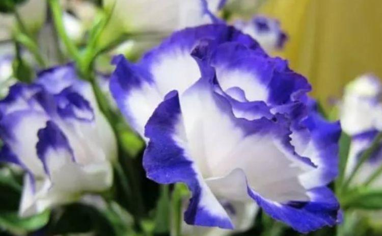 4种花很耐养,沾土就能活,浇水就疯长,绚丽夺目