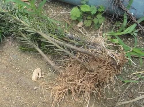 人称“植物大熊猫”,净化空气促健康,注意这5点红豆挂满枝!