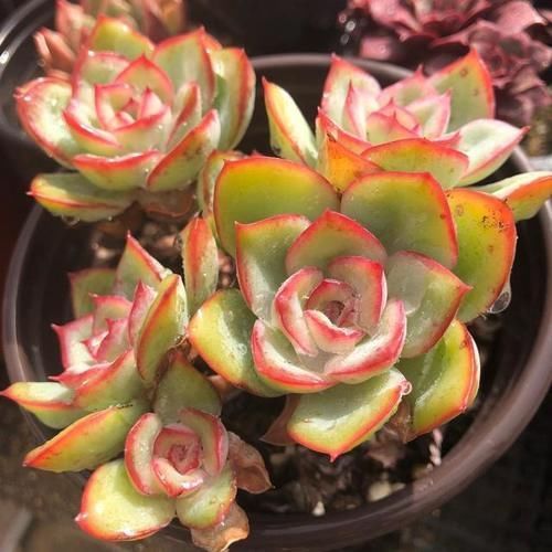 价钱|阳台养多肉别错过这5款莲座型的品种,与价钱无关,就是很适合