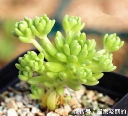 刚开始种多肉选8种,好养且自带“体香”,而且颜值非常高!