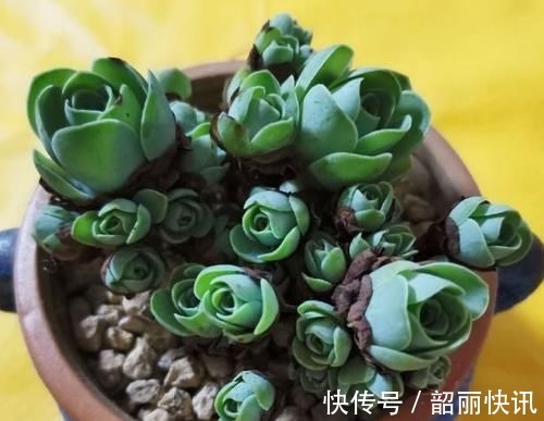 肉友们|氮磷钾肥养多肉,全盆栽成“胖娃娃”,让别人看了都羡慕