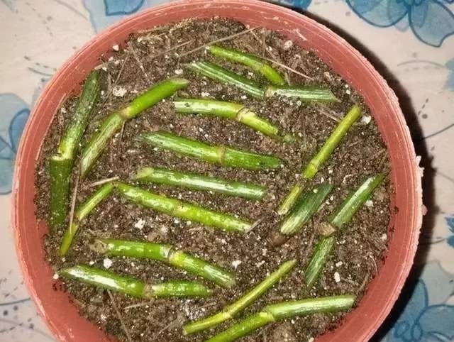 这6种花不用花钱买,随便切一刀撒到盆里,落地生根,变出很多盆