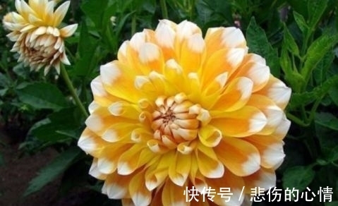 庭院种植此款植物,花色艳丽丰富,满屋花香四溢,美