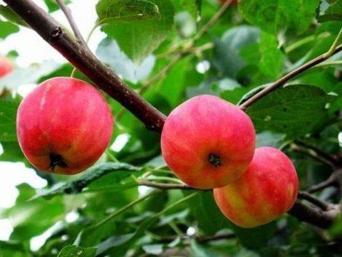 身心健康|女性想要身体好,要学会吃3种食物,补充营养,有益身体